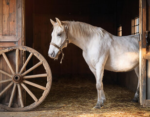 White horse standing in the stable and looking at the camera with a wooden wheel