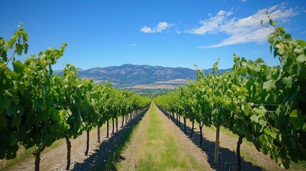 Naklejka premium Vineyard Rows in Summer