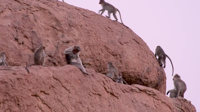 Rock climbing by Bonnet Monkey in Humpy