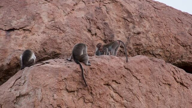 Reverse tracking by Bonnet Monkey in Humpy