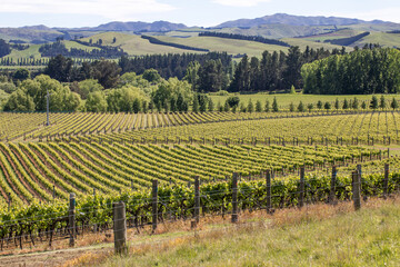 Beautiful scenery on vineyard and fields in New Zealand. Winery and wine.