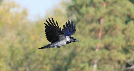 A crow in flight over the water