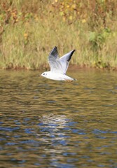 seagull flying in the water