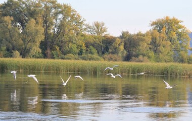 Volga seagulls on a fishing trip. Lifestyle.