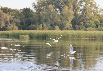 seagull in flight over the river