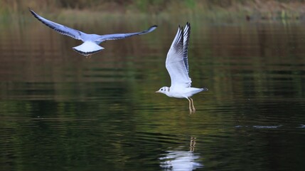 seagull in flight over the river