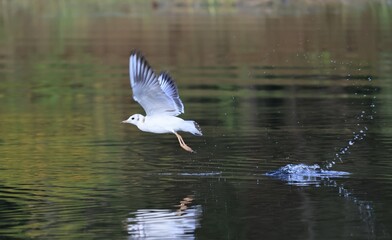 seagull in flight