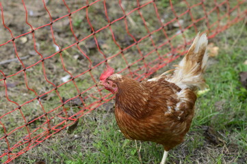 gallina en el corral