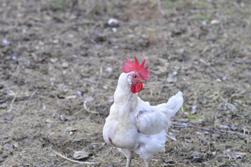 gallina en el corral
