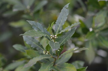 hojas de laurel en el árbol listas para recoger y cocinar