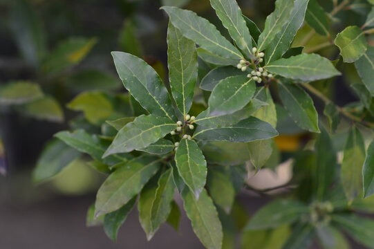 hojas de laurel en el &aacute;rbol listas para recoger y cocinar