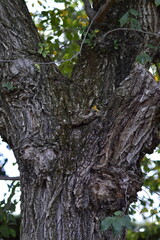 corteza de un árbol en la montaña