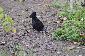 gallina negra de corral al aire libre