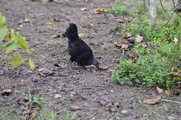 gallina negra de corral al aire libre