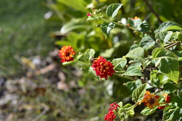 abeja recogiendo polen en las flores