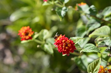 abeja recogiendo polen en las flores