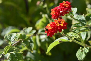 abeja recogiendo polen en las flores