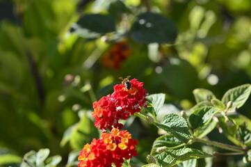 abeja recogiendo polen en las flores
