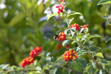 abeja recolectando polen de las hojas
