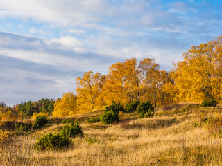 Vibrant autumn landscape in the Swedish countryside showcasing golden trees and serene fields under a clear sky