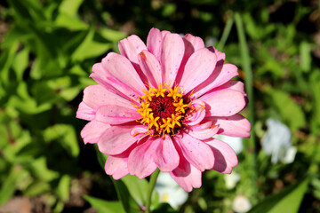 Delicate pink zinnia on a green background and white violets in the garden on a sunny summer day - horizontal photo, close-up, top view