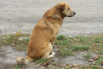 one old fluffy hungry with drooping ears stray red-haired with black nose kind beautiful friendly...