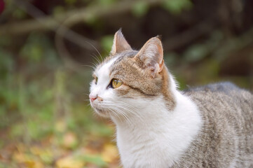 Portrait of a cute domestic cat