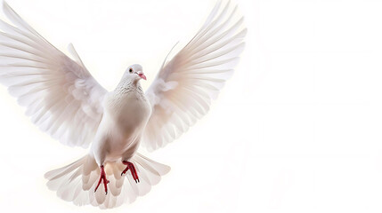 Fototapeta premium dove of peace