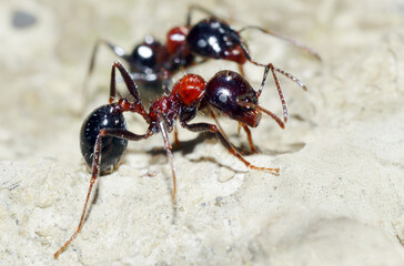 Common ant in macro mode