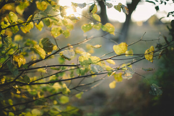 Sunlight Through Autumn Leaves in Tranquil Forest Setting