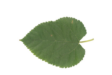 A heart-shape mulberry (Morus alba) leaf