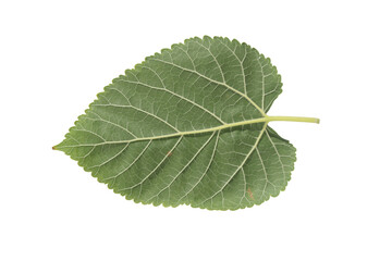 Fototapeta premium close up of back side of mulberry leaf isolated on white
