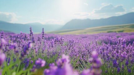 Fototapeta premium Lavender field in full bloom under a clear sky, symbolizing relaxation and natural beauty