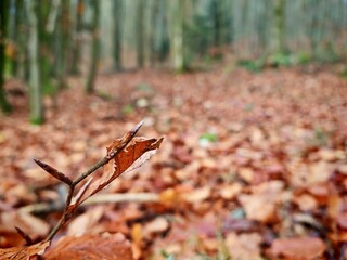 autumn leaves on the ground