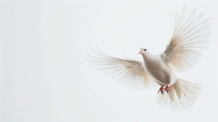 Obraz premium A beautiful white dove is flying with its wings spread wide. The dove is a symbol of peace and hope.