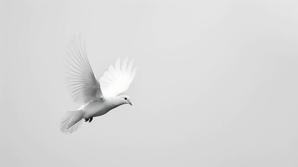 Obraz premium white dove in flight