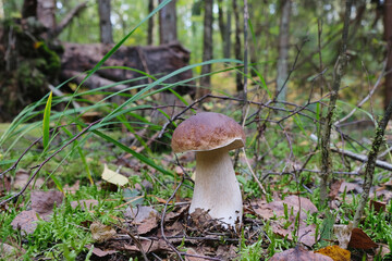 Cep in the autumn forest