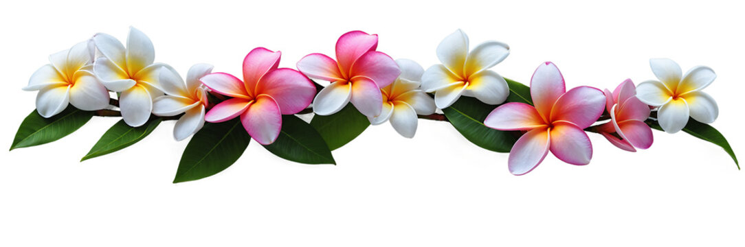 Beautiful Frangipani Long Seamless Garland Isolated for Tropical Decorations and Floral Arrangements in Various Design Projects