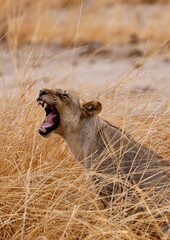 Yawing lion in the savannah
