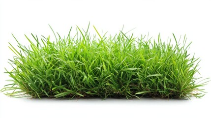 Lush Green Grass Isolated on White Background