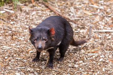 The Tasmanian devil is seen moving cautiously through its natural environment with soft soil, showcasing its unique features and behavior.