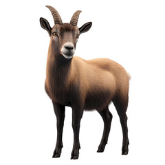 Fototapeta premium Isolated 3D illustration of a wild chamois goat against a white background, showcasing its unique features and natural form.