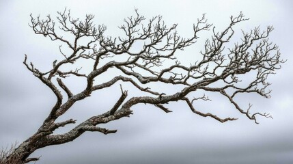 Naklejka premium Bare tree branches against a gray November sky, symbolizing the approach of winter
