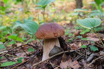 Cep in a forest clearing