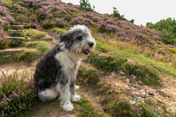 A dog and blooming heather in Rebild Bakker in Denmark