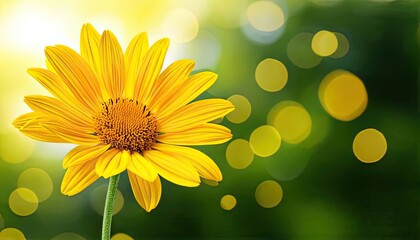 Fototapeta premium Yellow flower cutout isolated on a clear background