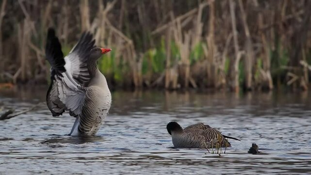 wild goose flapping wings slow motion