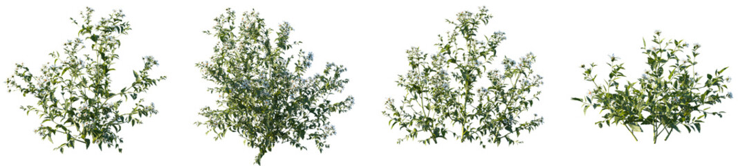 Set of Aster albescens (Shrubby aster) frontal isolated png on a transparent background perfectly cutout