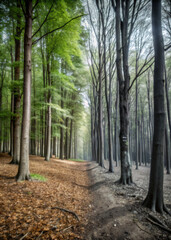 Obraz premium path in the woods. forest, tree, nature, trees, park, woods, landscape, green, wood, path, spring, pine, road, autumn, sun, foliage, light, leaf, summer, environment, outdoors, plant, season, leaves, 