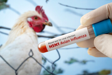 The concept of an avian flu pandemic. A test tube with a blood test for h5n1 avian influenza....
